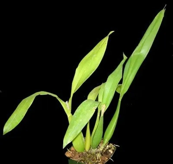 Encyclia Orchid