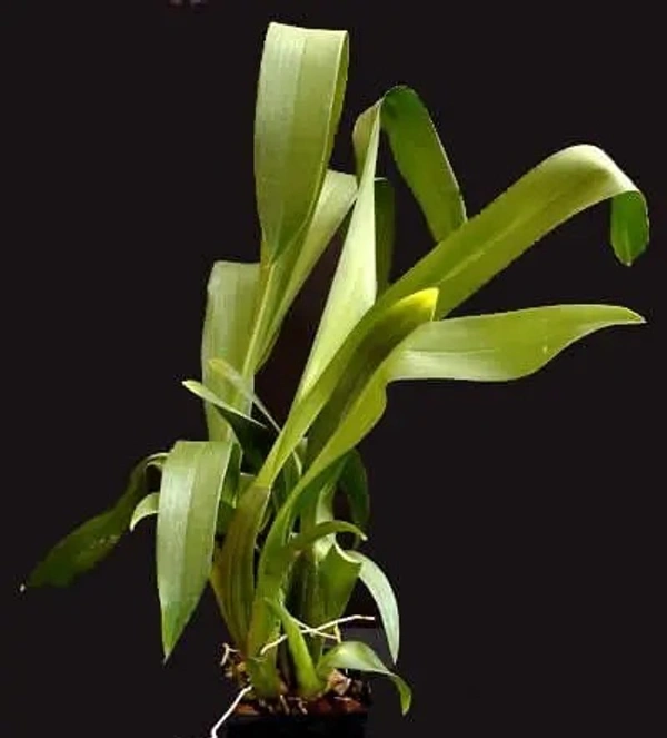 Intergeneric Orchid