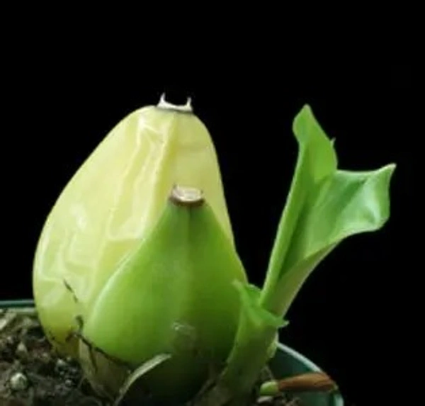 Lycaste Orchid