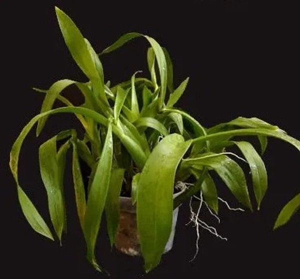 Oncidium Orchid