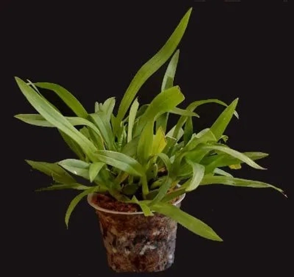 Miniature Oncidium Orchid