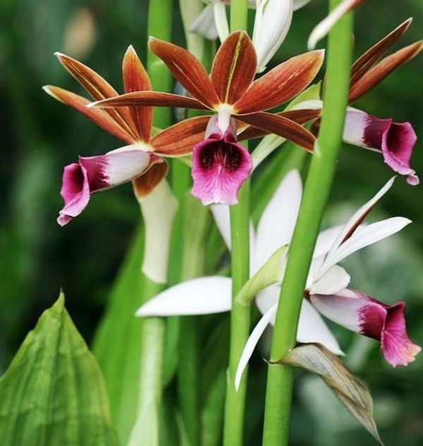 Phaius Orchid