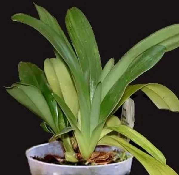 Paphiopedilum Orchid