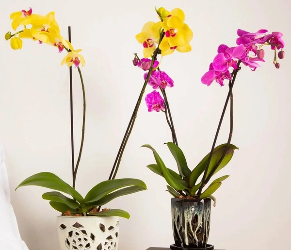 Phalaenopsis Orchid