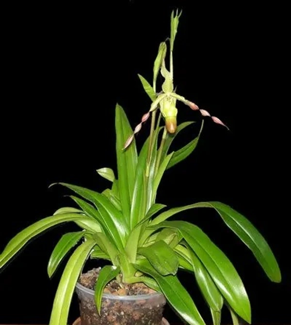 Phragmipedium Orcchid