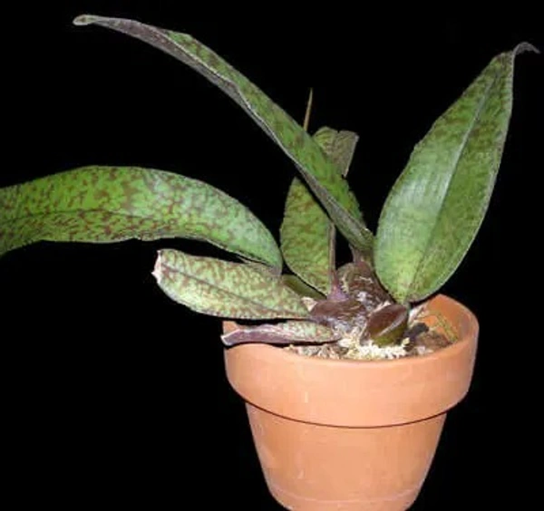 Psychopsis Orchid