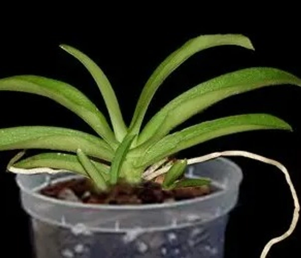 Sarcochilus Orchid