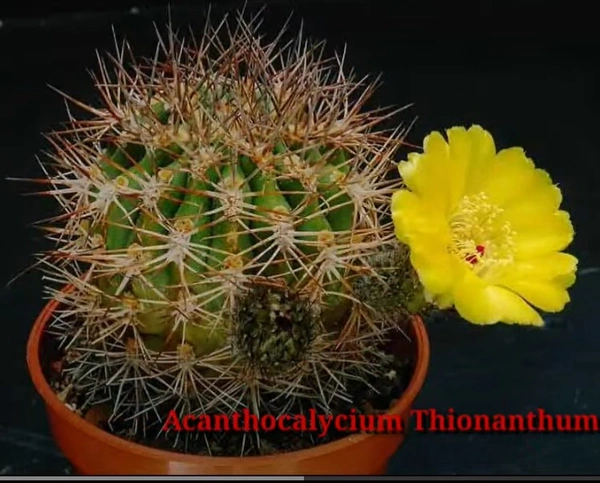 Cactus Acanthocalycium Thionanthum