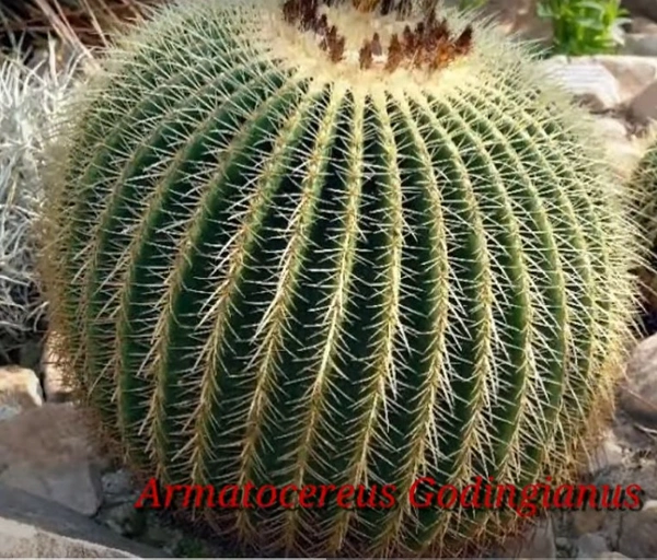 Cactus Armatocereus Godingianus