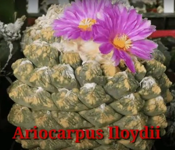 Cactus Ariocarpus iloydii