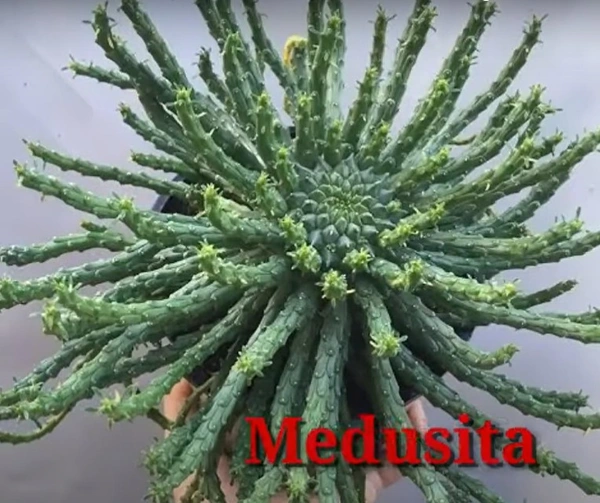 Cactus Medusita