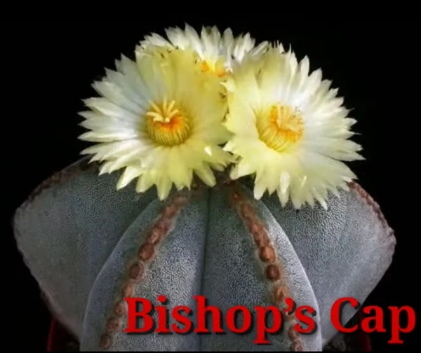 Cactus Bishop's Cap