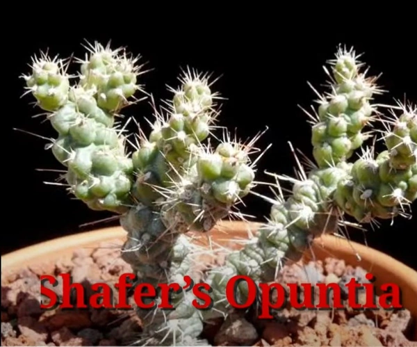 Cactus Shafe's Opuntia