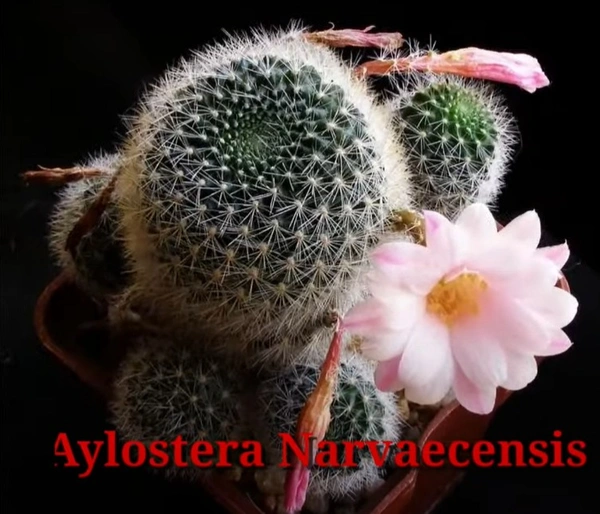 Cactus Aylostera Narvaecensis