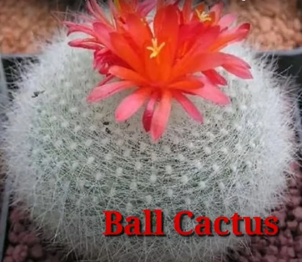 Cactus Ball