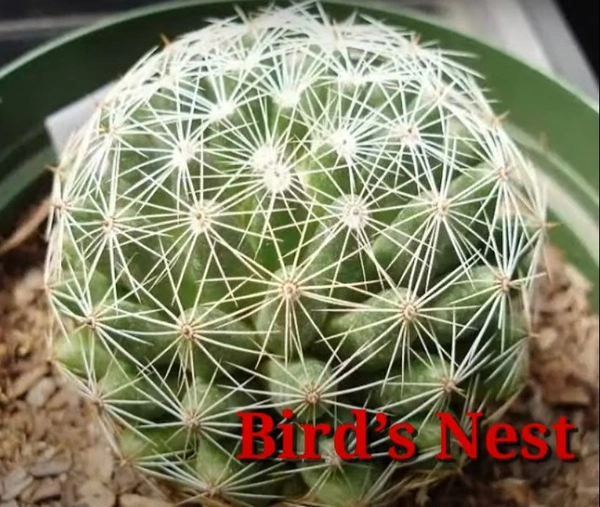 Cactus Bird's Nest