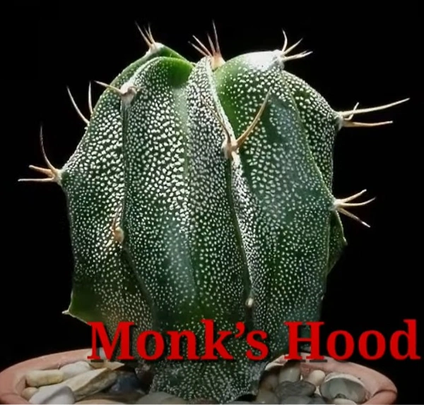 Cactus Monk's Hood