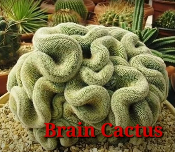 Cactus Brain
