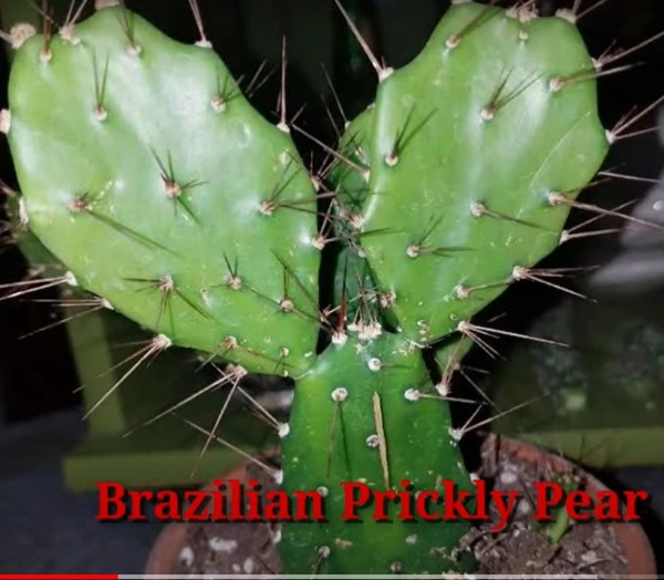 Cactus Brazilian Prickly Pear