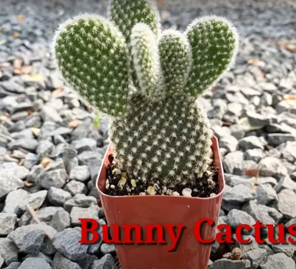 Cactus Bunny