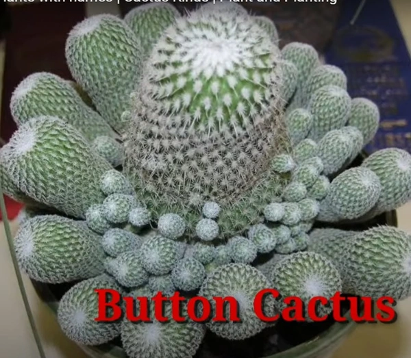 Cactus Button