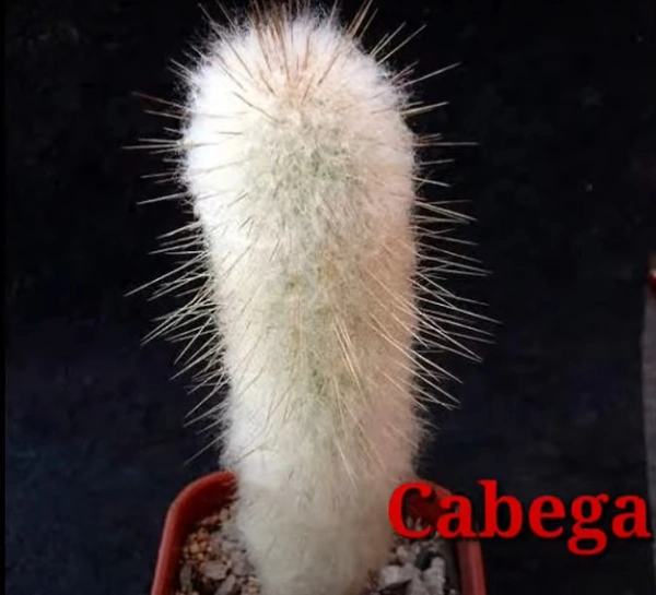Cactus Cabega