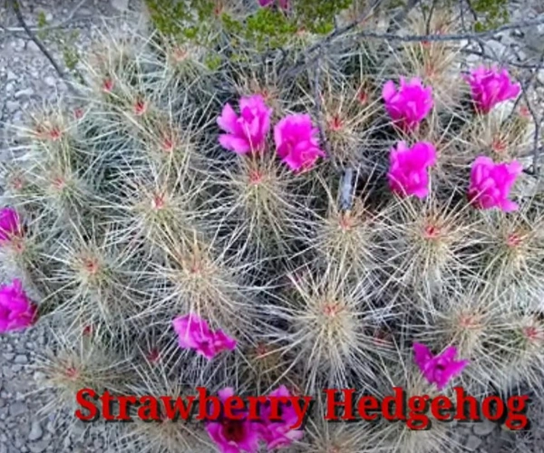 Cactus Strawberry Hedgehog