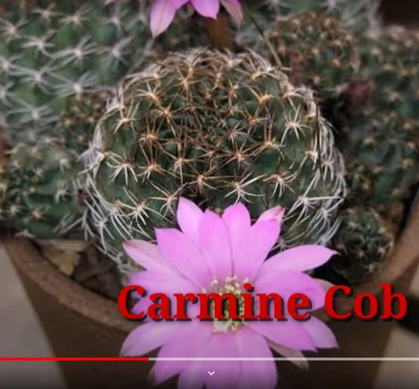 Cactus Carmine Cob