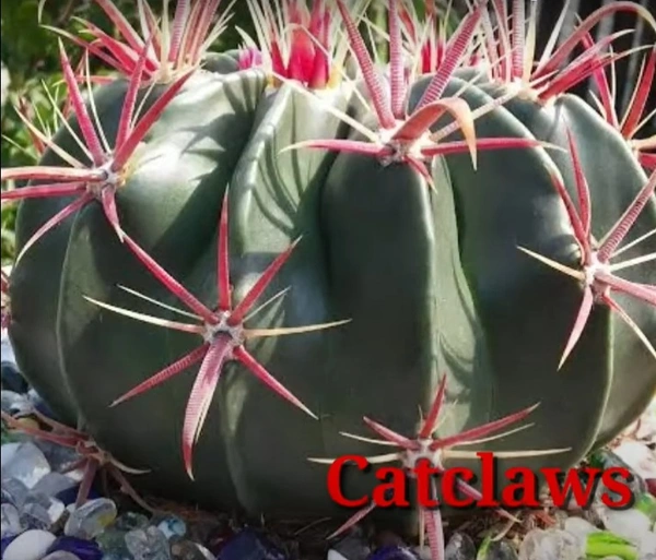 Cactus Catclaws