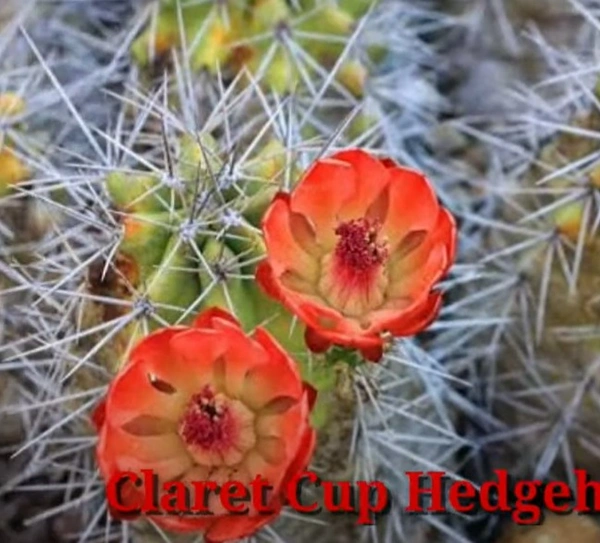 Cactus Claret Cup Hedgehog