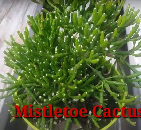 Cactus Mistletoe