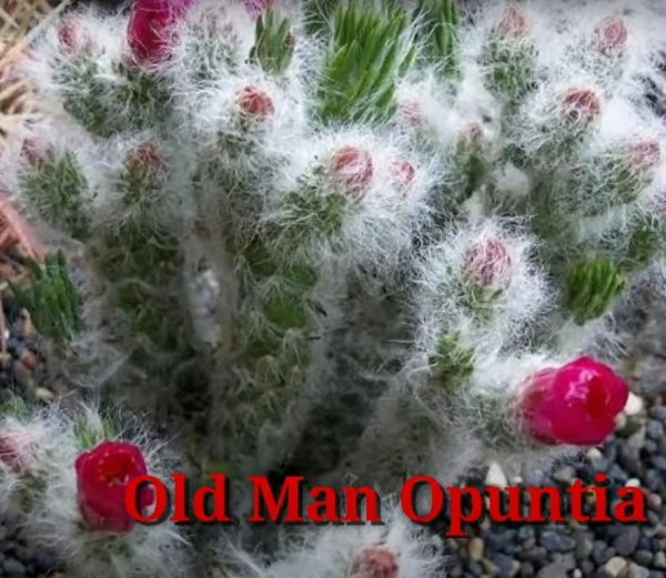 Cactus Old Man Opuntia