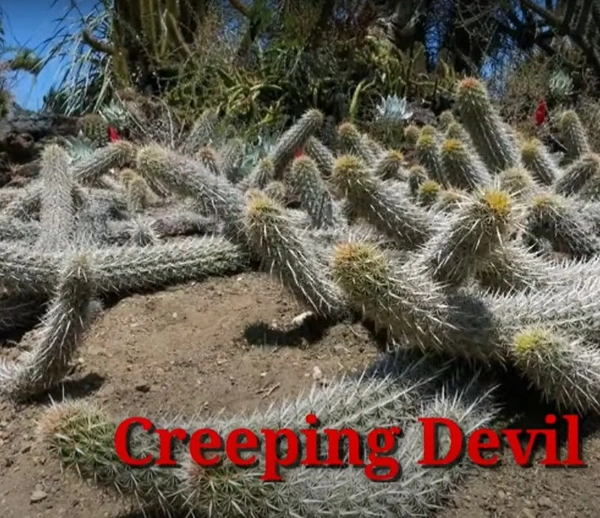 Cactus Creeping Devil