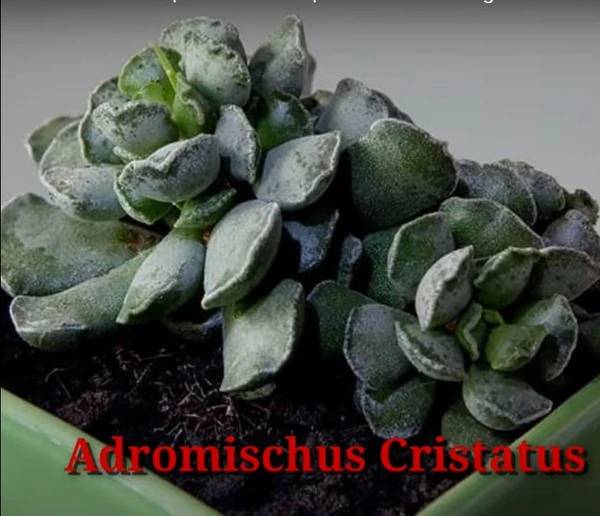 Cactus Adromischus Cristatus