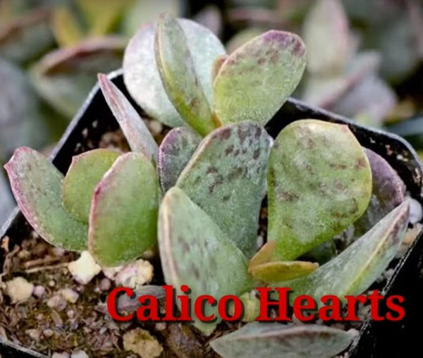 Cactus Calico Hearts