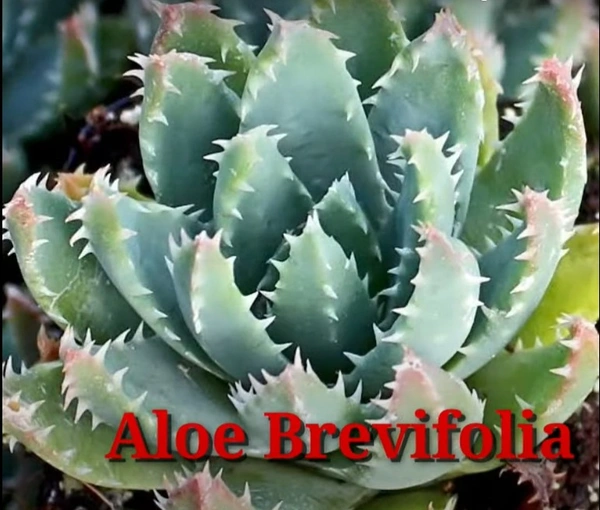 Cactus Aloe Brevifolia