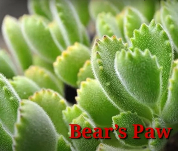 Cactus Bear's Paw