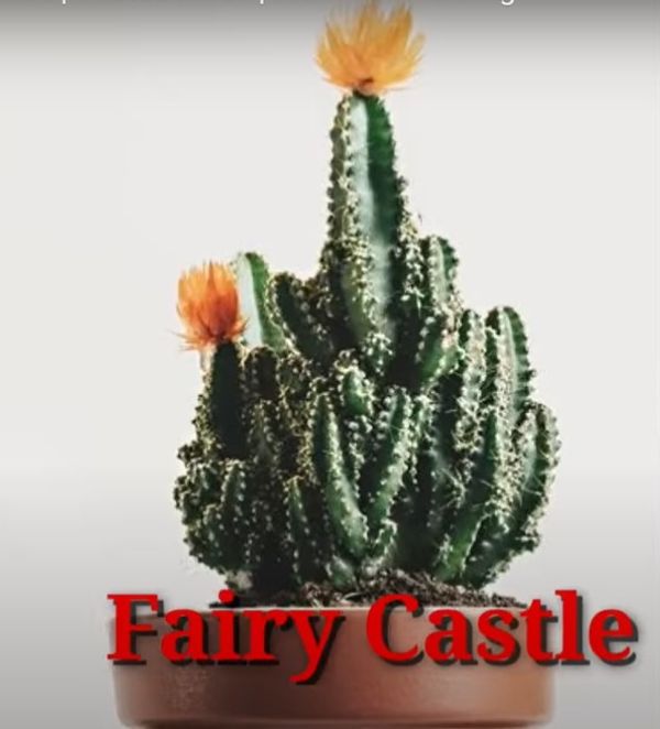Cactus Fairy Castle
