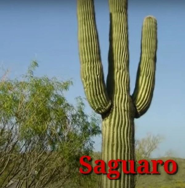 Cactus Saguaro