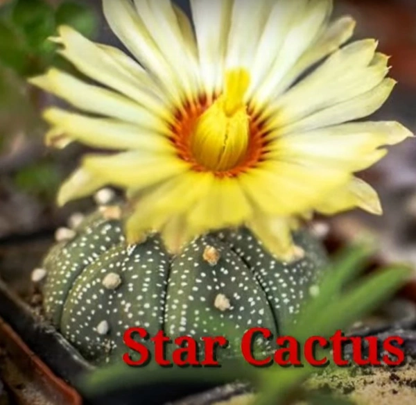 Cactus Star