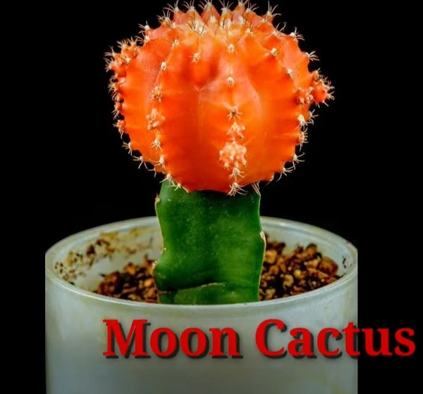 Cactus Moon