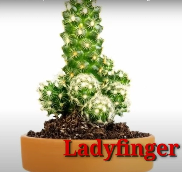 Cactus Ladyfinger