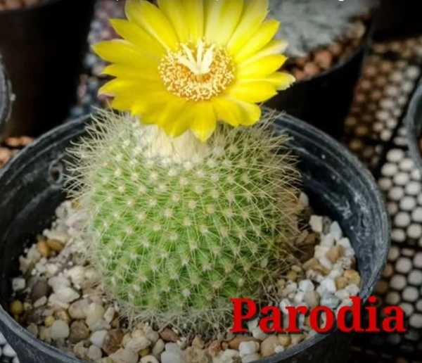 Cactus Parodia