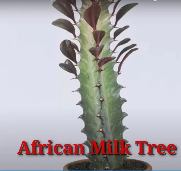 Cactus African Milk Tree