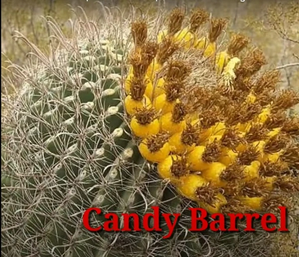 Cactus Candy Barrel