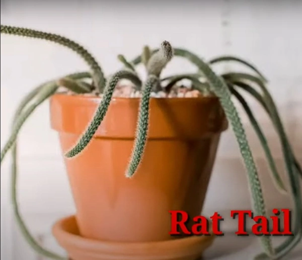 Cactus Rat Tail