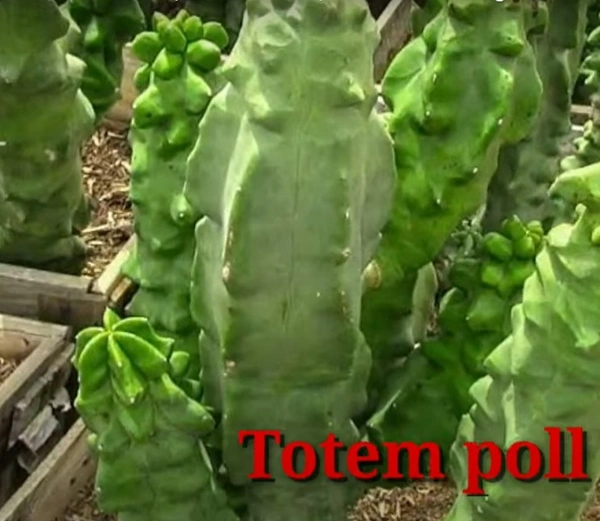 Cactus Totem Poll