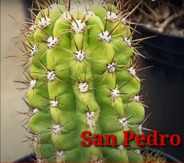 Cactus San Pedro