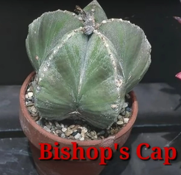 Cactus Bishop's Cap