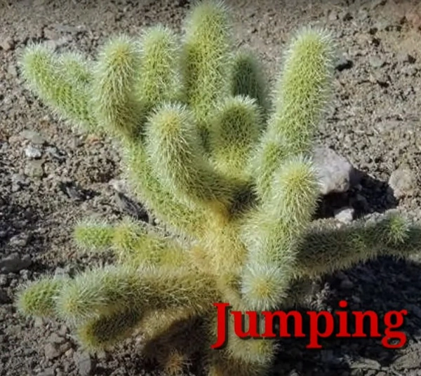 Cactus Jumping